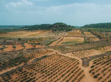 viñedos
